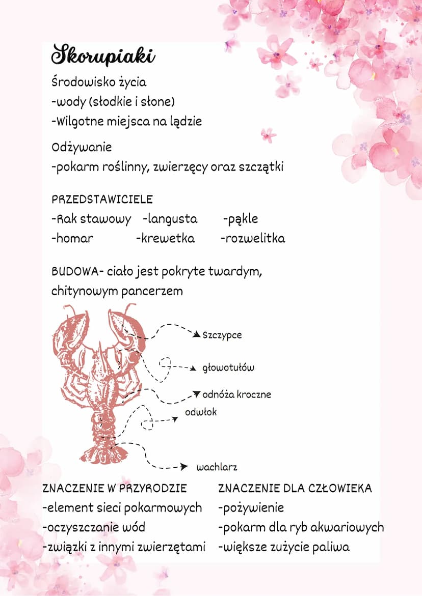 Stawonogi i mięczaki
Stawonogi
-najliczniejsza gatunkowa grupa zwierząt na ziemi.
-występują niemal wszędzie.
-Jest to bardzo zróżnicowana g