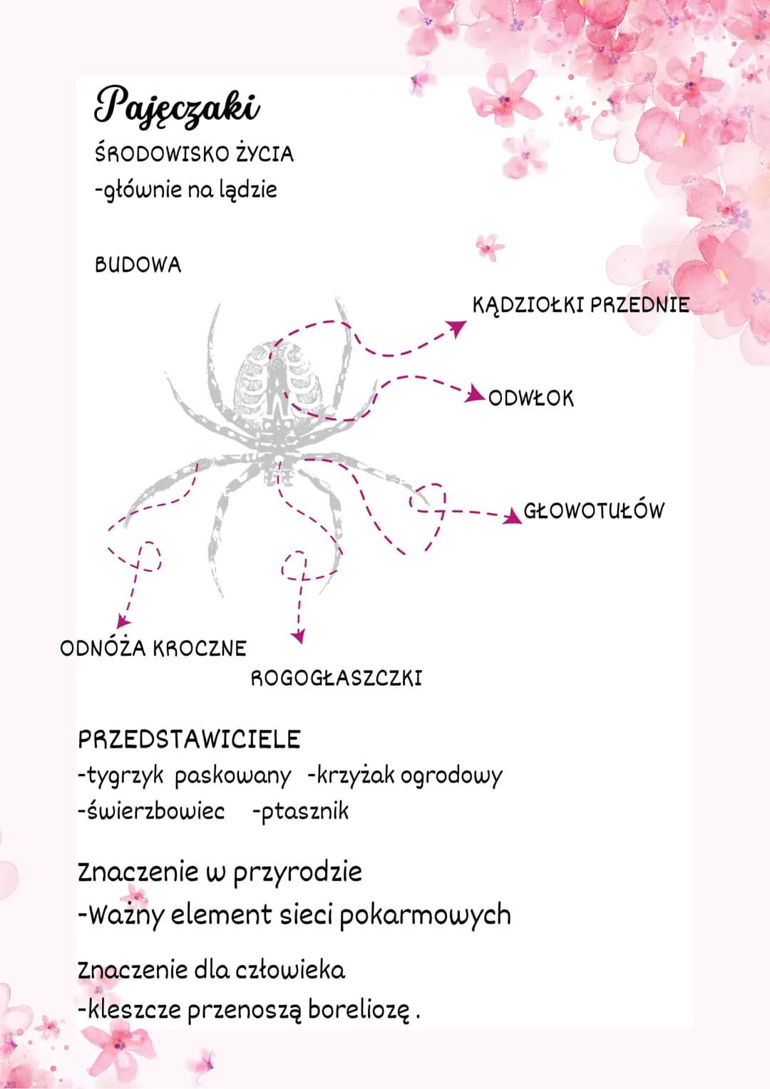 Stawonogi i mięczaki
Stawonogi
-najliczniejsza gatunkowa grupa zwierząt na ziemi.
-występują niemal wszędzie.
-Jest to bardzo zróżnicowana g