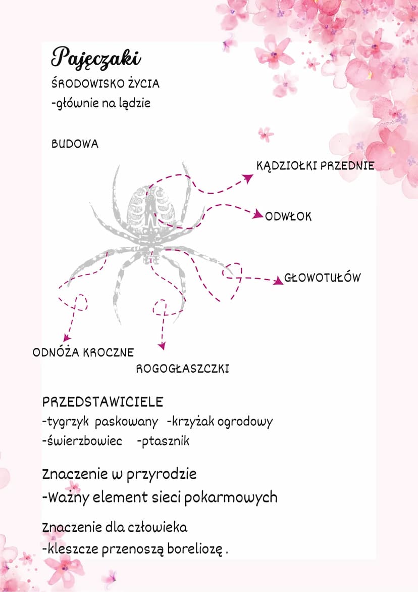 Stawonogi i mięczaki
Stawonogi
-najliczniejsza gatunkowa grupa zwierząt na ziemi.
-występują niemal wszędzie.
-Jest to bardzo zróżnicowana g