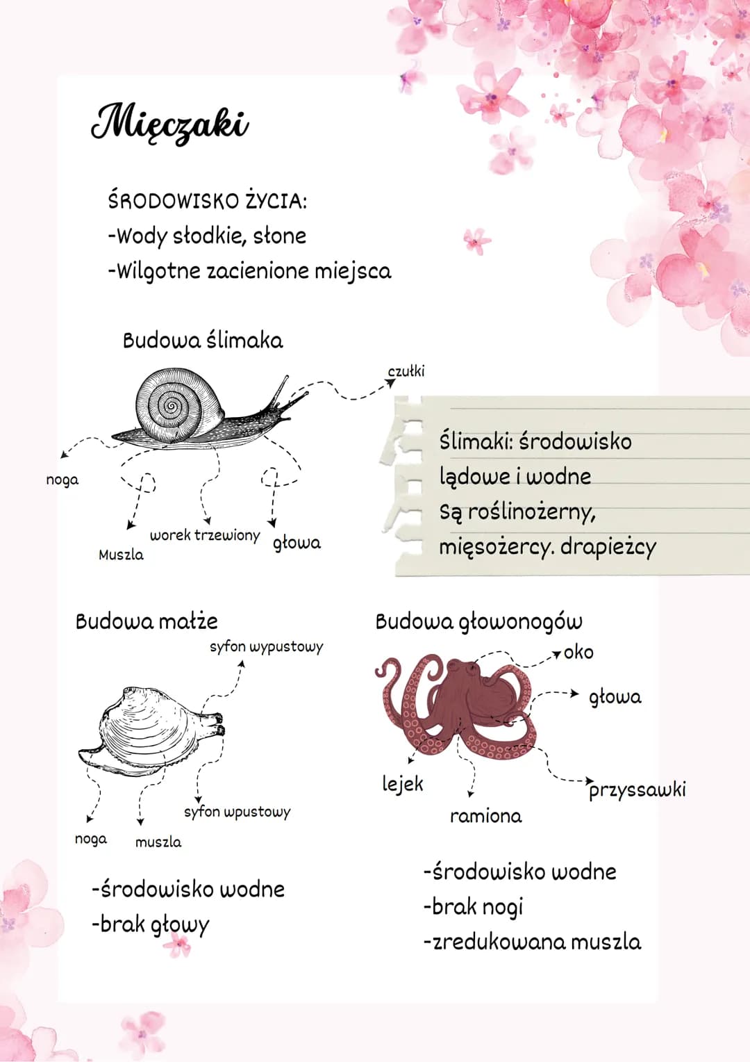 Stawonogi i mięczaki
Stawonogi
-najliczniejsza gatunkowa grupa zwierząt na ziemi.
-występują niemal wszędzie.
-Jest to bardzo zróżnicowana g