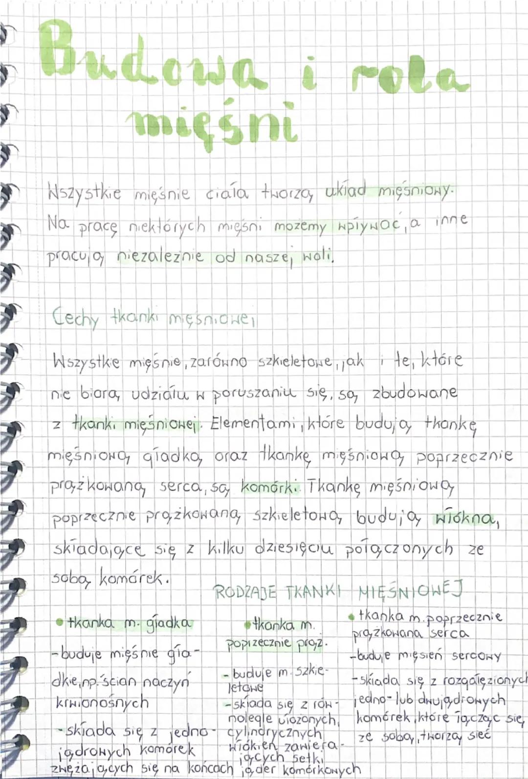 Mięśnie – struktura i znaczenie