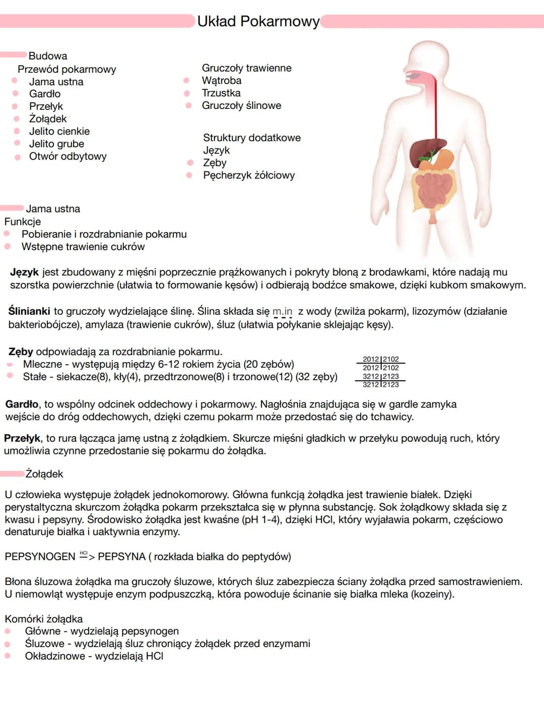Budowa
Jama ustna
Gardło
I
• Przełyk
Żołądek
Jelito cienkie
Przewód pokarmowy
• Jelito grube
• Otwór odbytowy
Jama ustna
Funkcje
Pobieranie 