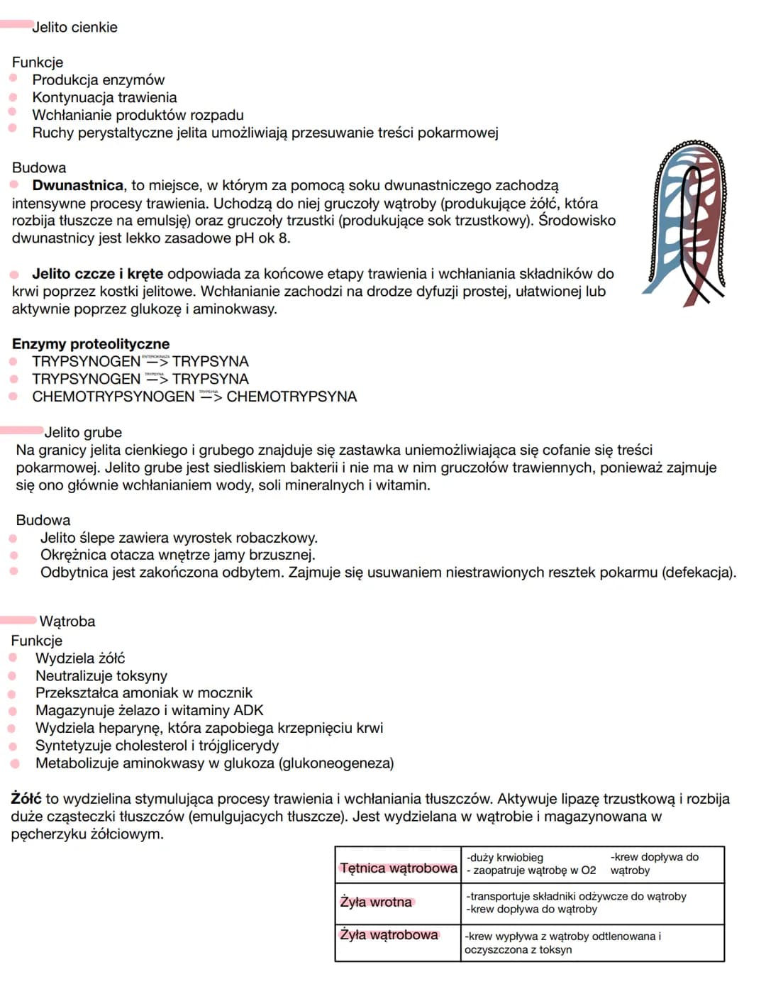 Budowa
Jama ustna
Gardło
I
• Przełyk
Żołądek
Jelito cienkie
Przewód pokarmowy
• Jelito grube
• Otwór odbytowy
Jama ustna
Funkcje
Pobieranie 