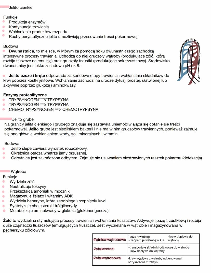 Budowa
Jama ustna
Gardło
I
• Przełyk
Żołądek
Jelito cienkie
Przewód pokarmowy
• Jelito grube
• Otwór odbytowy
Jama ustna
Funkcje
Pobieranie 
