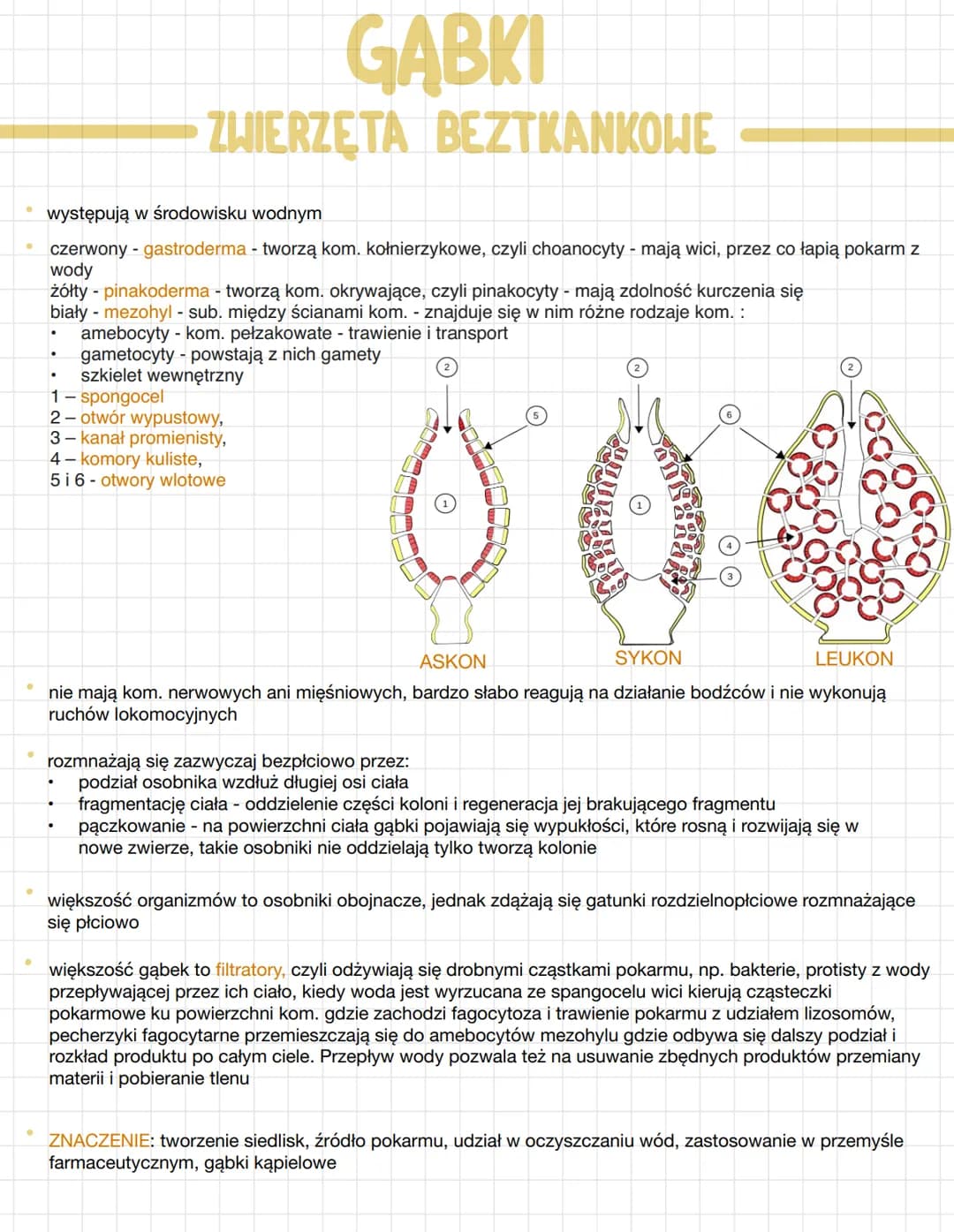 GABKI
ZWIERZĘTA BEZTKANKOWE
występują w środowisku wodnym
czerwony - gastroderma - tworzą kom. kołnierzykowe, czyli choanocyty - mają wici, 