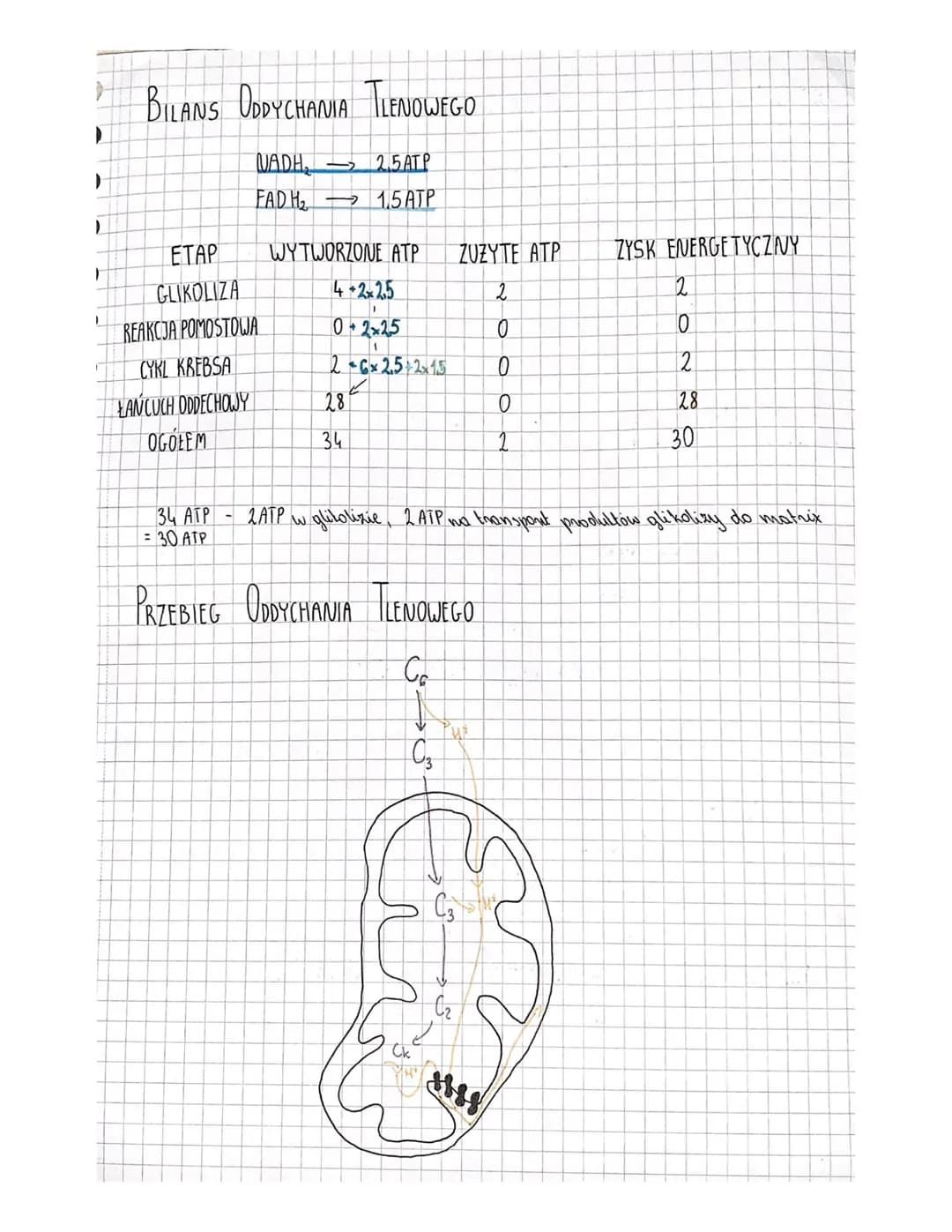 ODDYCHANIE TLENOWE
GLUKOZA
CHO + O — CO, + HO ten
+
*
wieloctapawe utlenianie glukozy
DO PRZEBIEGU ODDYCHANIA TLENOWEGO I BEZTLENOWEGO KONIE