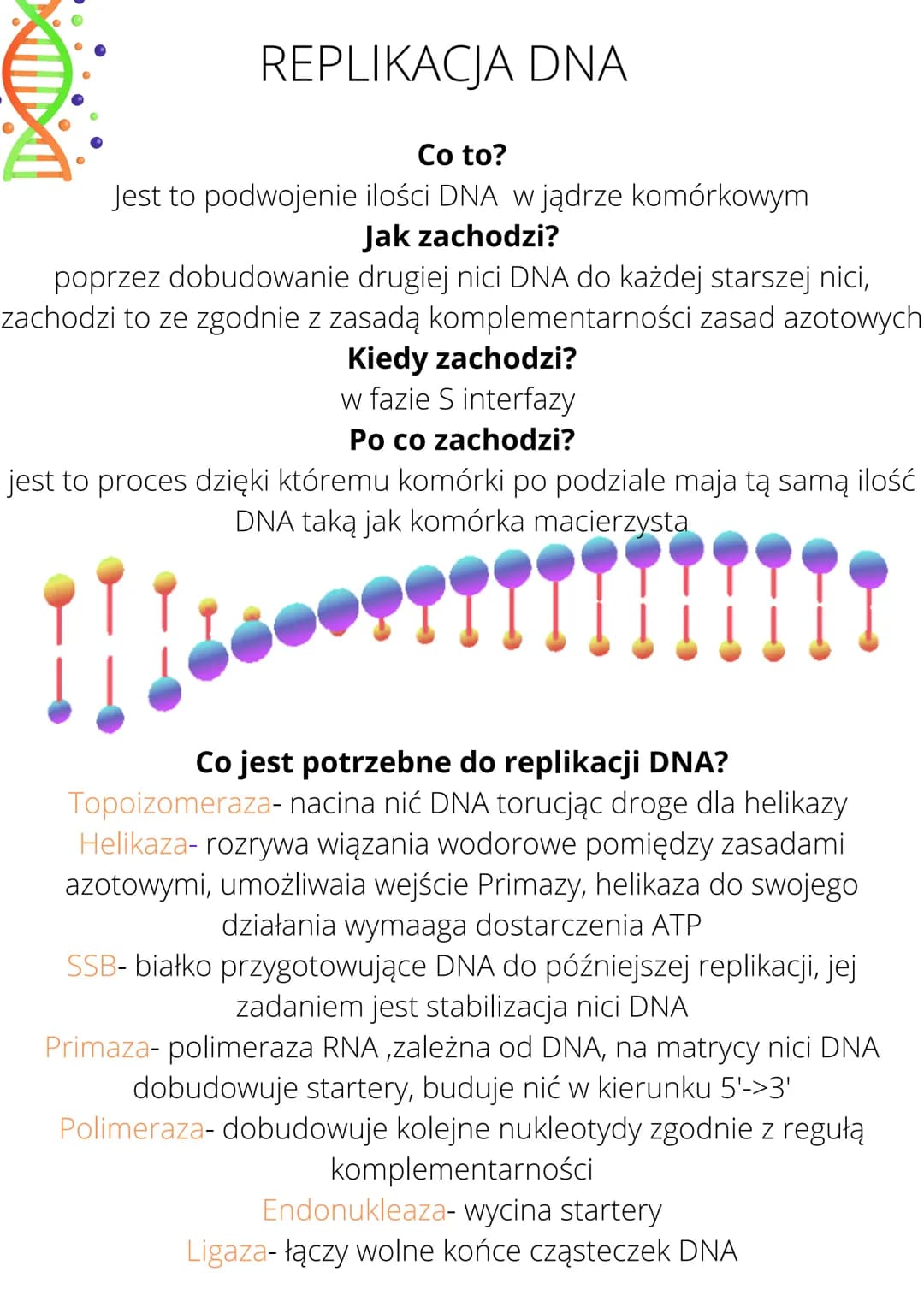 REPLIKACJA DNA
Co to?
Jest to podwojenie ilości DNA w jądrze komórkowym
Jak zachodzi?
poprzez dobudowanie drugiej nici DNA do każdej starsze