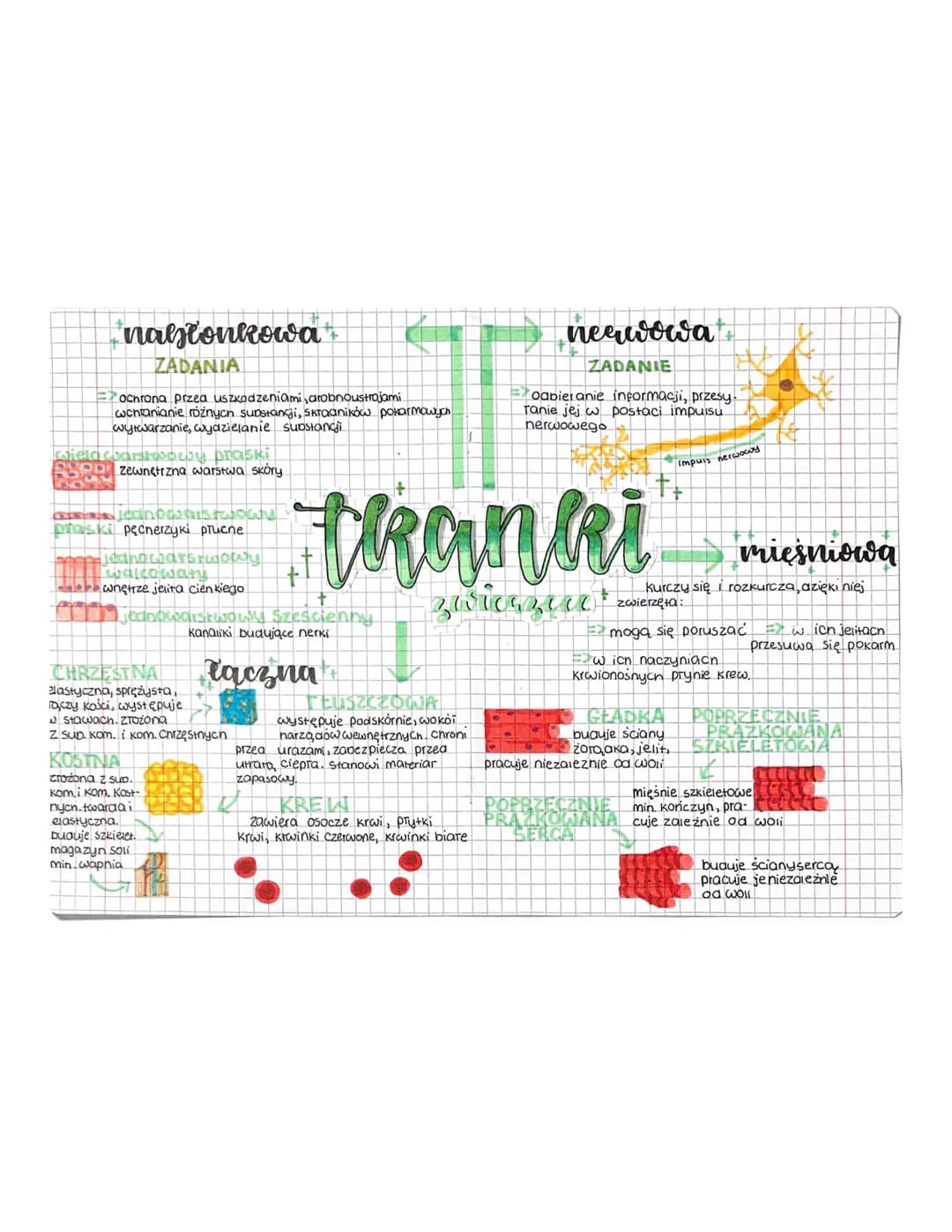 Test Biologia Klasa 6 Tkanki Test PDF: Tkanki Zwierzęce dla Klasy 6 - Nowa Era i BiologHelp