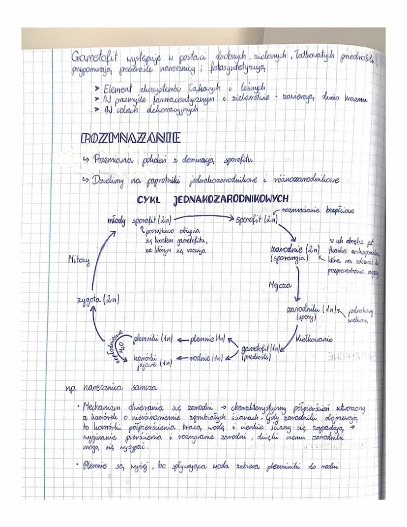Mszaki
↳o Pierwsze rośliny lo, dove, ciągle zalezine od wody ( bo jest konieczna do
ich resmiaciania płcionego).
↳ Wystapiya, głównie w sied