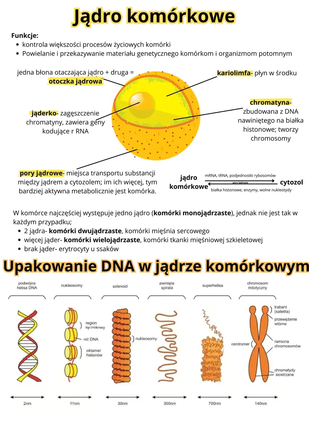 Jądro komórkowe. Cytozol