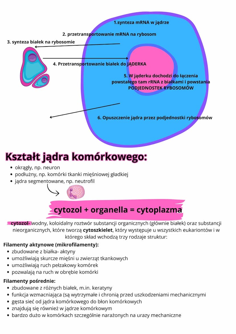 Funkcje:
kontrola większości procesów życiowych komórki
• Powielanie i przekazywanie materiału genetycznego komórkom i organizmom potomnym
k
