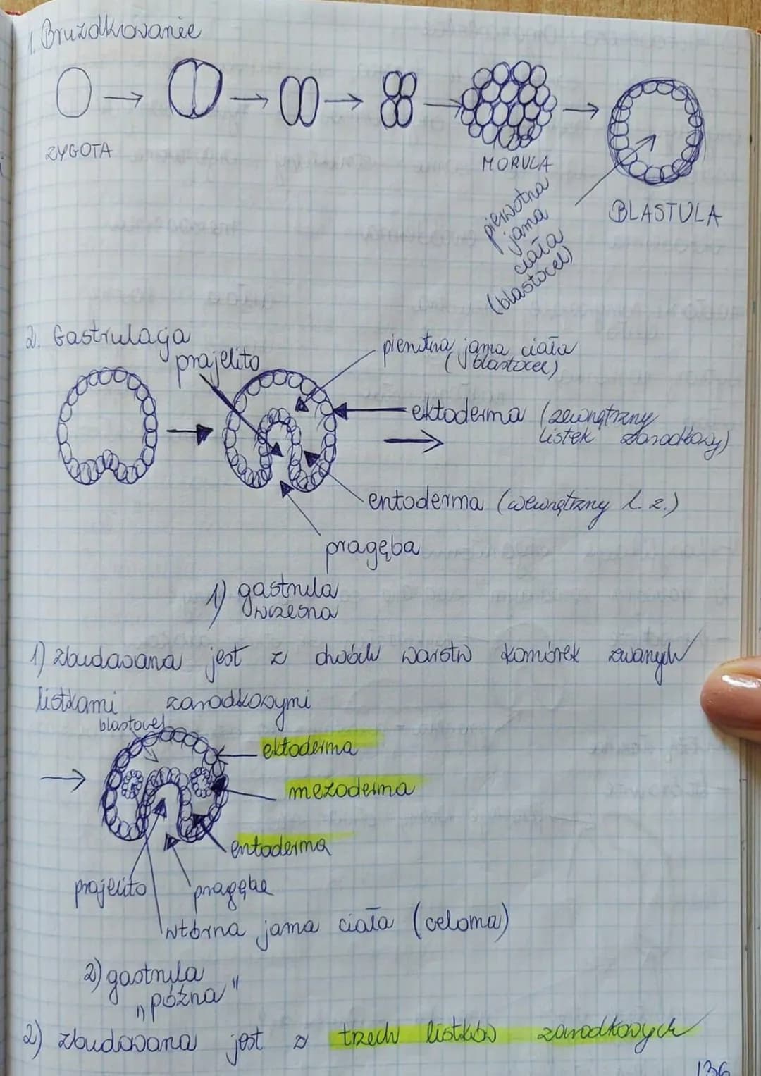 Etapy rozwoju zarodkowego zwierząt i roślin - morula, blastula, gastrulacja