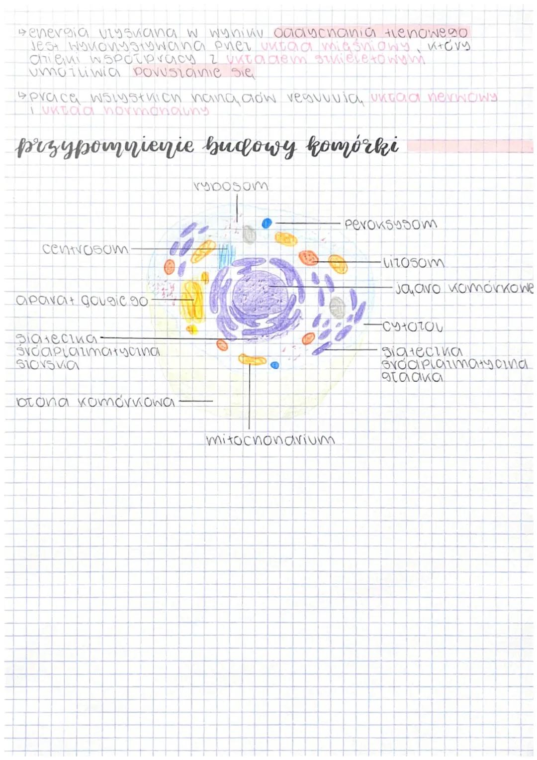 # HIERARCHICZNA BUDOWA ORGANIZMU CZŁOWIEKA

poziomy organizacji budowy ciata

komórka

Podstawowa icanostka buavicowa
i eunucionalna organiz
