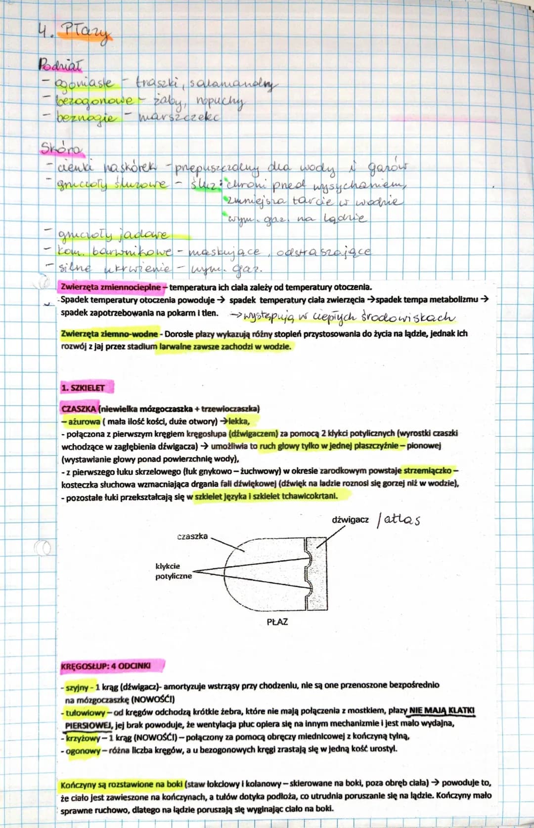 4. Płazy
Podriat
- agoniaste - traszki, salamandry
F
-bezogonowe - zaby, nopuchy
- beznagie - marszczekc
Skoro
- cienki naskórek - prepuszcz