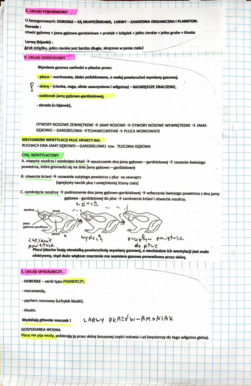 4. Płazy
Podriat
- agoniaste - traszki, salamandry
F
-bezogonowe - zaby, nopuchy
- beznagie - marszczekc
Skoro
- cienki naskórek - prepuszcz