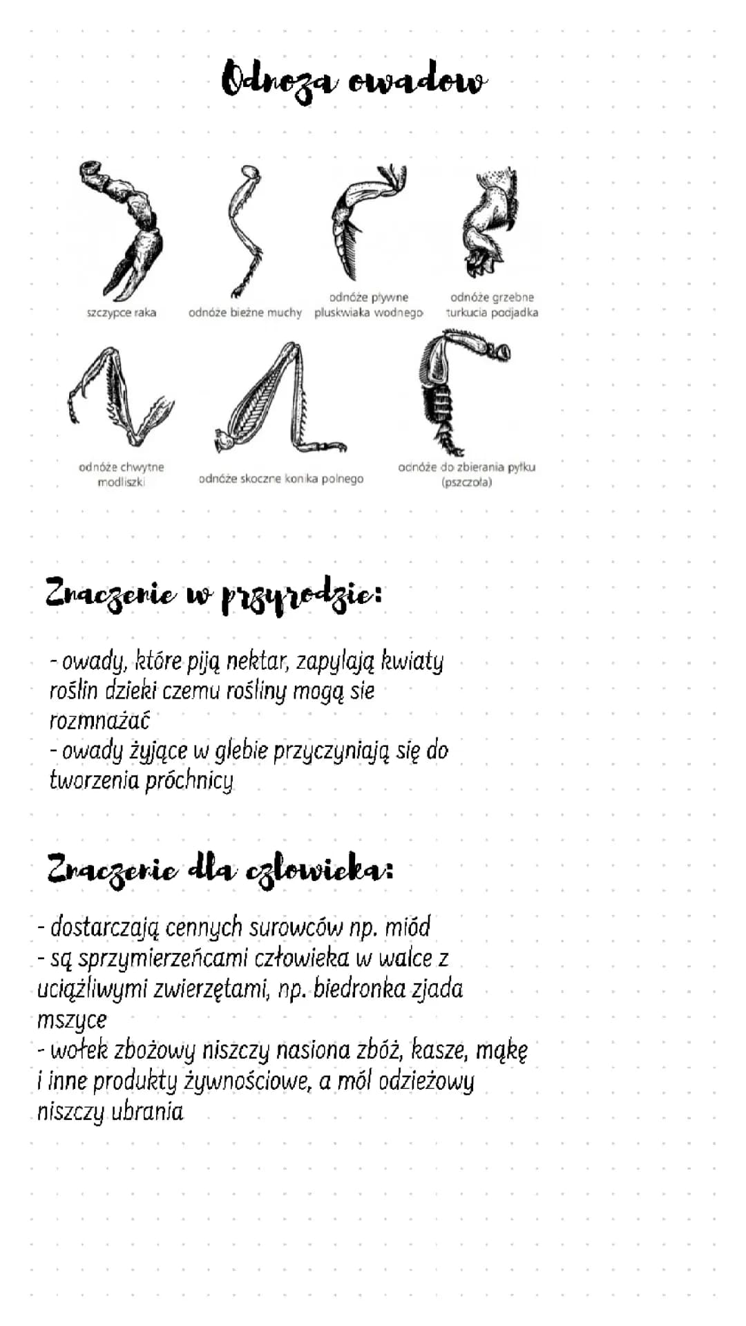 Owady - Biologia Klasa 6 