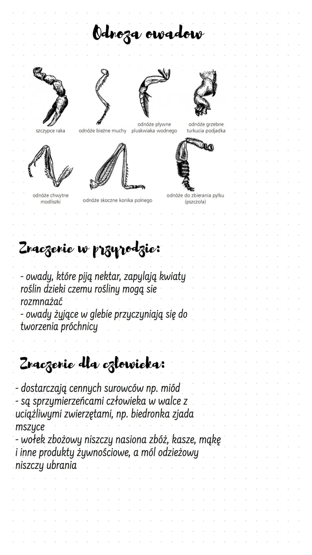 szczypce raka
Odnoza owadow
} p
odnóże chwytne
modliszki
odnóże pływne
odnóże bieżne muchy pluskwiaka wodnego
Na
odnóże skoczne konika polne