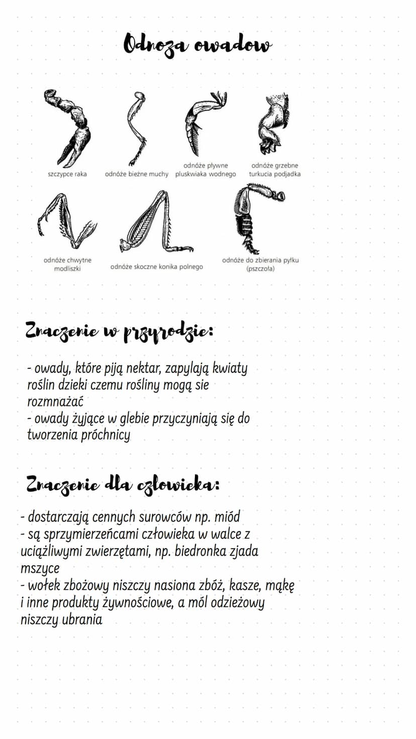 szczypce raka
Odnoza owadow
} p
odnóże chwytne
modliszki
odnóże pływne
odnóże bieżne muchy pluskwiaka wodnego
Na
odnóże skoczne konika polne