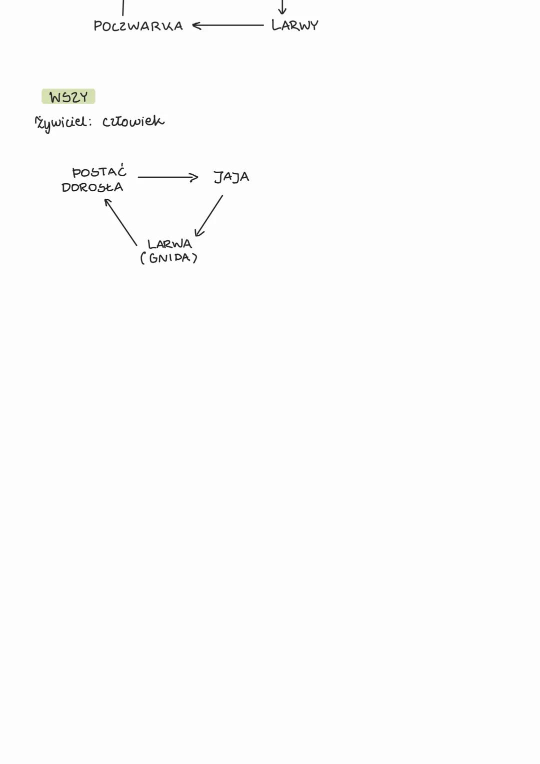 # PASOŻYTY

Ze wzgl. na miejsce
pasożytowalia

→zewnetine
np. kleszcz

wewnętrne
np. tasiemiec
uzbrojony

Xe w291. ma stopielú
hontalite z ż