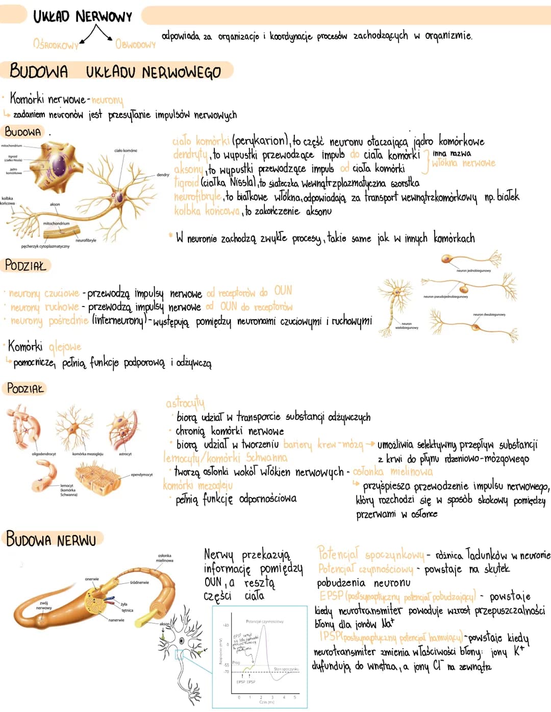 UKŁAD NERWOWY
OŚRODKOWY
BUDOWA UKŁADU NERWOWEGO
Komorki nerwowe-neurony
zadaniem neuronów jest przesyłanie impulsów nerwowych
BUDOWA
mitocho
