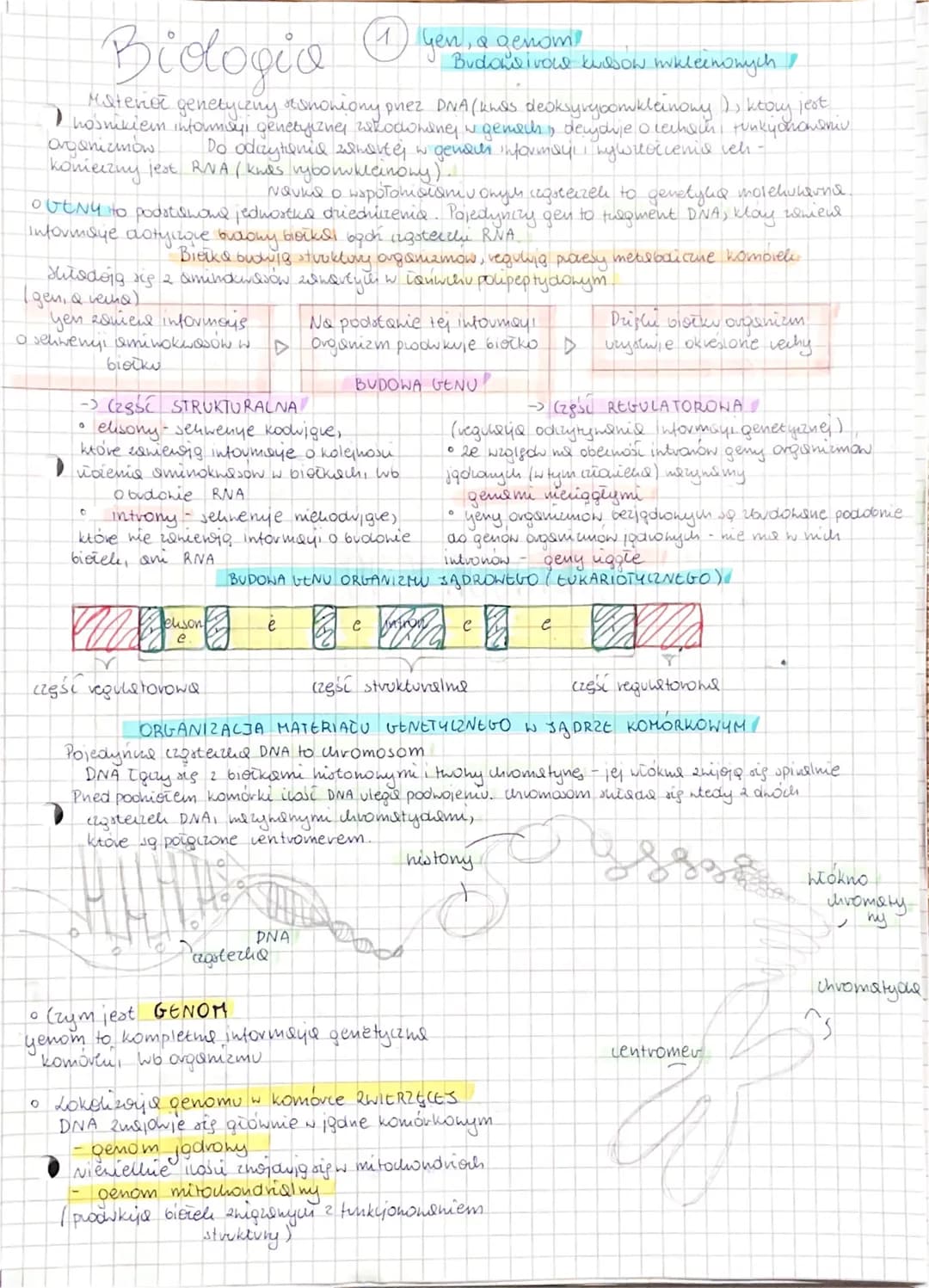 Bidogio
Materior genetyczny stshowiony przez DNA (knas deoksynybomikleinong ), ktory jest.
I nosnikiem intormsy, genetycznej zakodhonej w ge