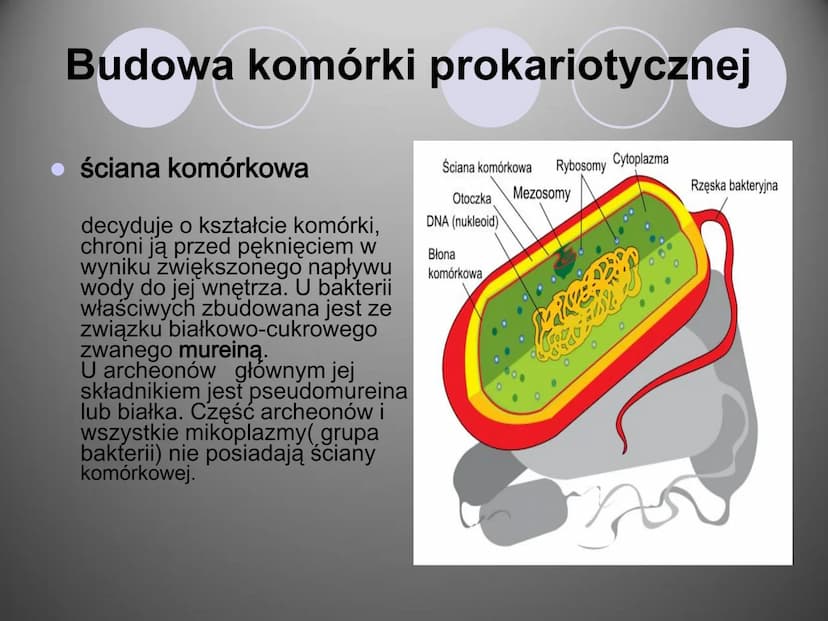 Komórki i ich budowa
oc
ock
Stock
iStock
iStocle
iStock
Stooke
iStock
Stock
Stock
Sto Organizmy żywe zbudowane są z komórek.
Komórka to pods