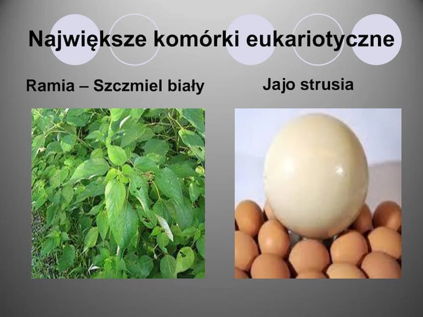 Komórki i ich budowa
oc
ock
Stock
iStock
iStocle
iStock
Stooke
iStock
Stock
Stock
Sto Organizmy żywe zbudowane są z komórek.
Komórka to pods