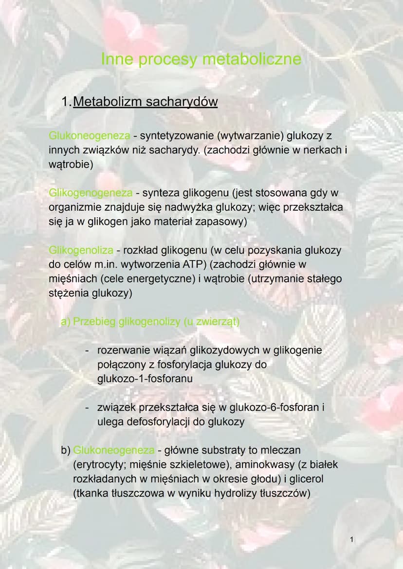 Inne procesy metaboliczne
1. Metabolizm sacharydów
Glukoneogeneza - syntetyzowanie (wytwarzanie) glukozy z
innych związków niż sacharydy. (z