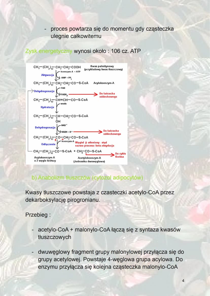 Inne procesy metaboliczne
1. Metabolizm sacharydów
Glukoneogeneza - syntetyzowanie (wytwarzanie) glukozy z
innych związków niż sacharydy. (z