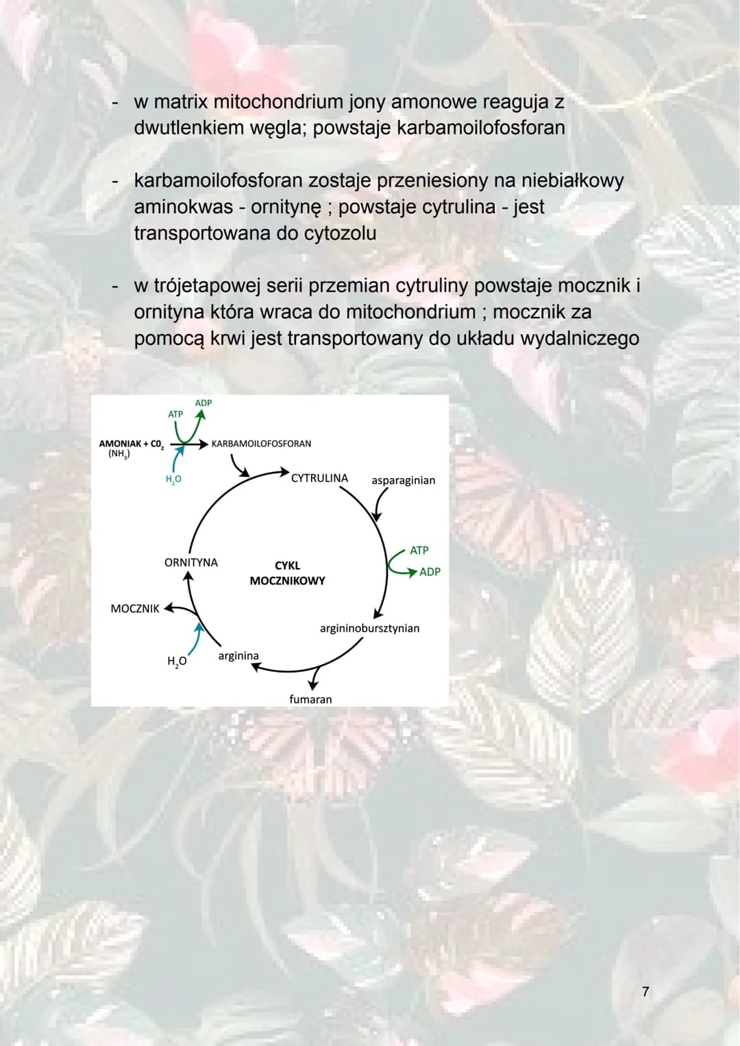 Inne procesy metaboliczne
1. Metabolizm sacharydów
Glukoneogeneza - syntetyzowanie (wytwarzanie) glukozy z
innych związków niż sacharydy. (z