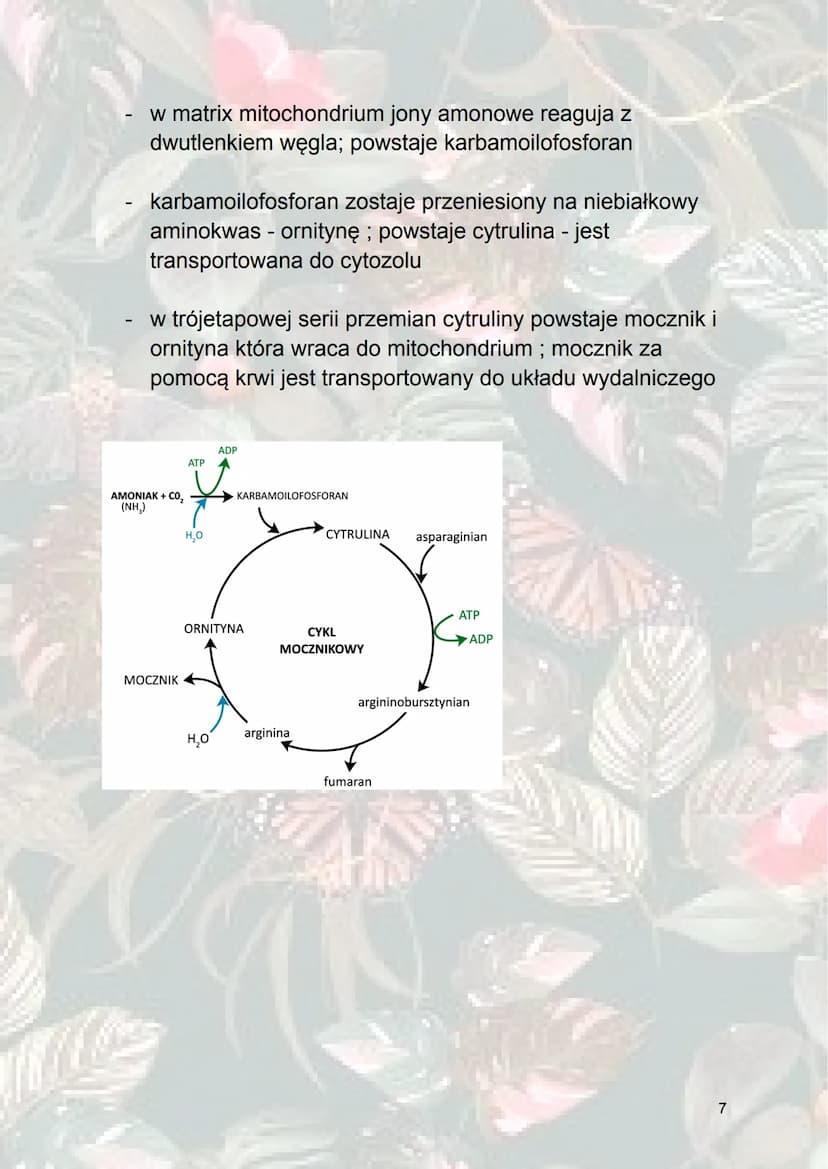 Inne procesy metaboliczne
1. Metabolizm sacharydów
Glukoneogeneza - syntetyzowanie (wytwarzanie) glukozy z
innych związków niż sacharydy. (z