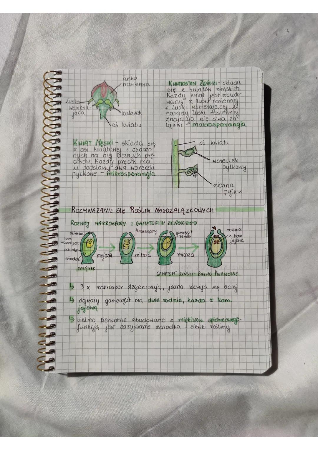 00000
rosliny nasienne
nagozalazkowe
LS
sa one organowcami
wymi
i roślinami naczynio-
do roślin nasiennych naleza, rośliny nago-
zalązkowe i