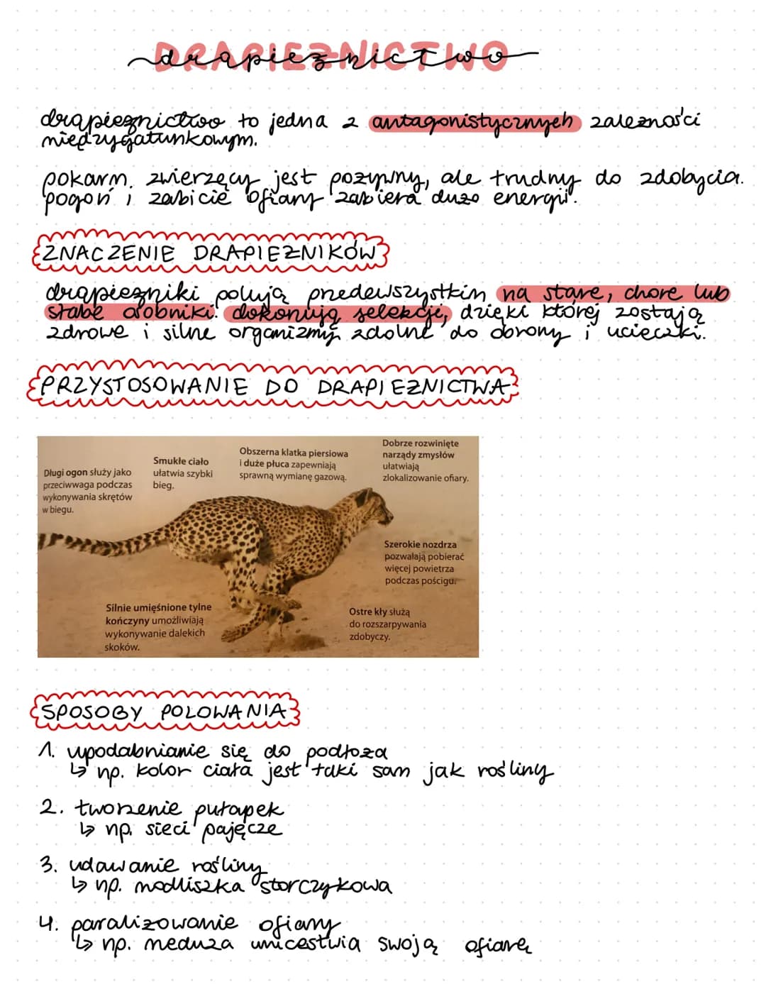 Drapieznictwo
drapieznictwo to jedna 2 antagonistycznych zależności
niedzy gatunkowym.
pokarm zwierzęcy jest pozywny, ale trudny do zdobycia