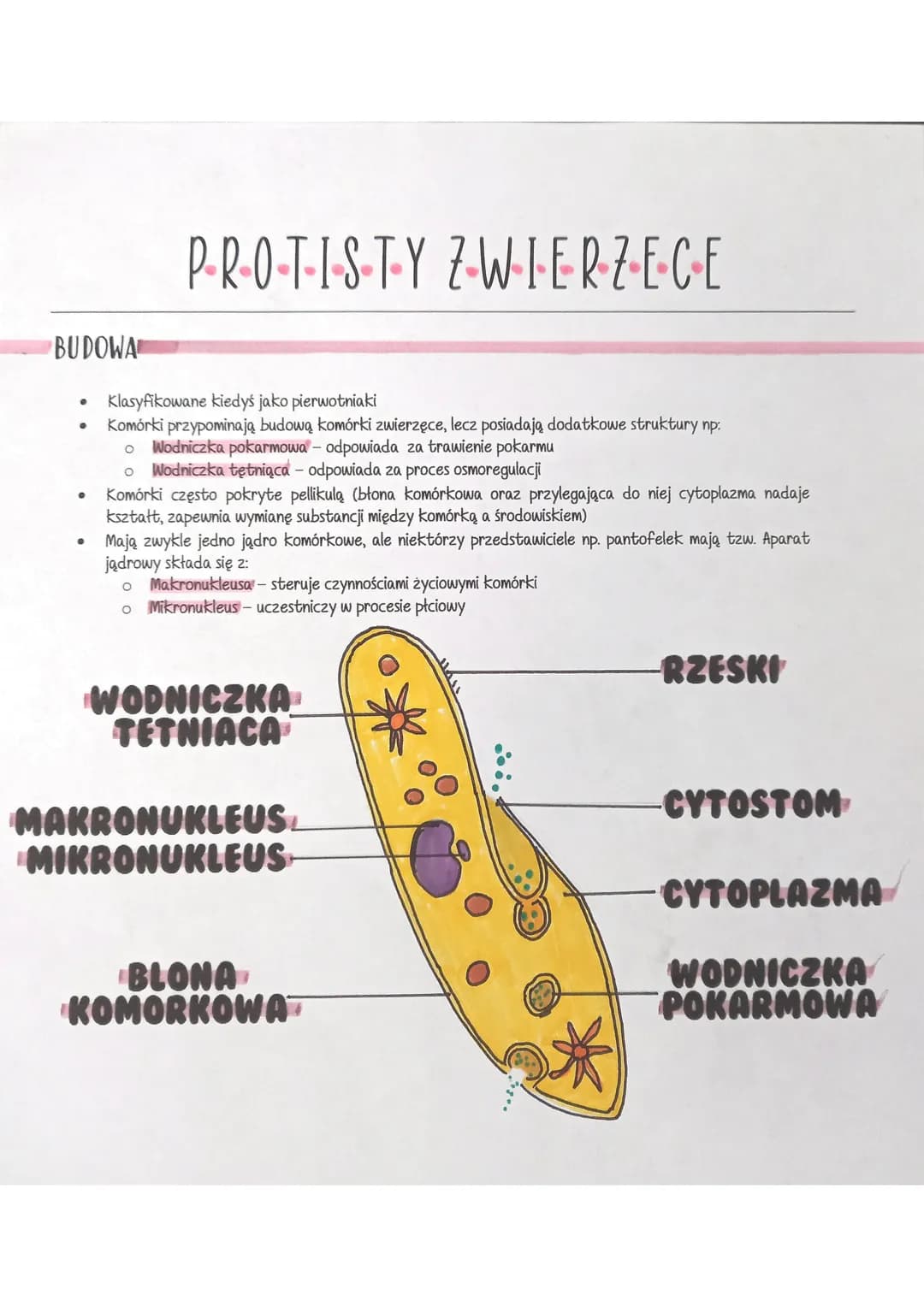 BUDOWA
●
●
P-R-O-T-I-S-T-Y Z-W-·I·E·R·Z-E-C-E
Klasyfikowane kiedyś jako pierwotniaki
Komórki przypominają budową komórki zwierzęce, lecz pos