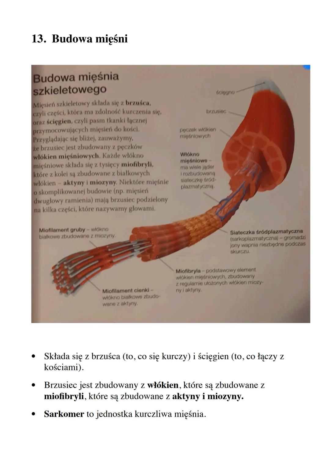 Układ ruchu
Zagadnienia:
1) Budowa szkieletu człowieka
2) Kształty kości
3) Budowa kości
4) Właściwości i funkcje szkieletu
5) Typy połączeń