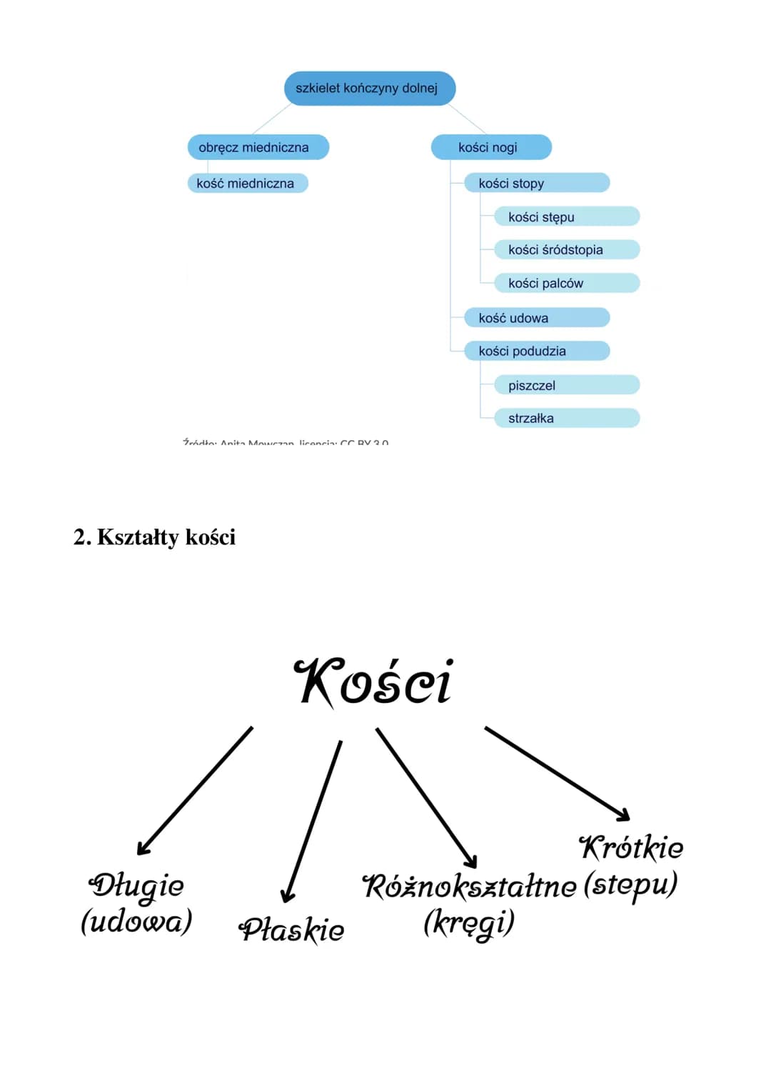 Układ ruchu
Zagadnienia:
1) Budowa szkieletu człowieka
2) Kształty kości
3) Budowa kości
4) Właściwości i funkcje szkieletu
5) Typy połączeń