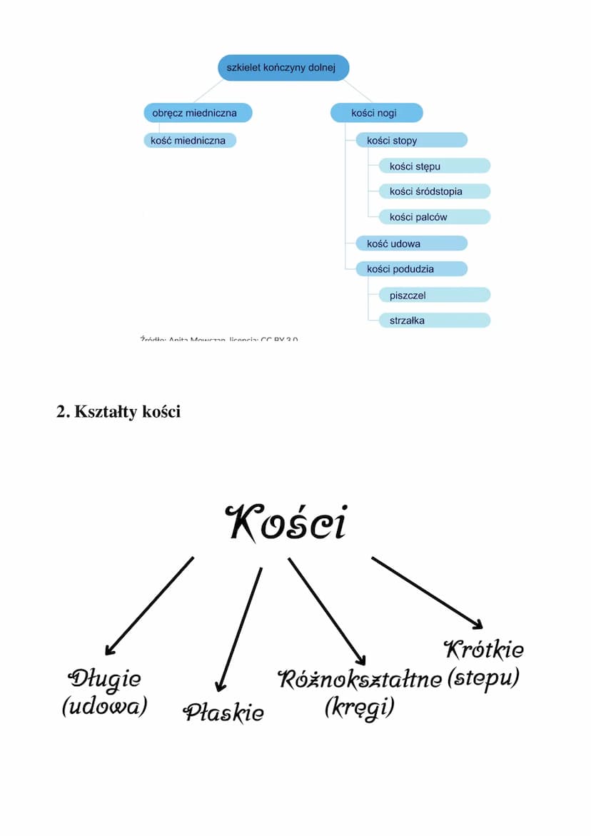 Układ ruchu
Zagadnienia:
1) Budowa szkieletu człowieka
2) Kształty kości
3) Budowa kości
4) Właściwości i funkcje szkieletu
5) Typy połączeń