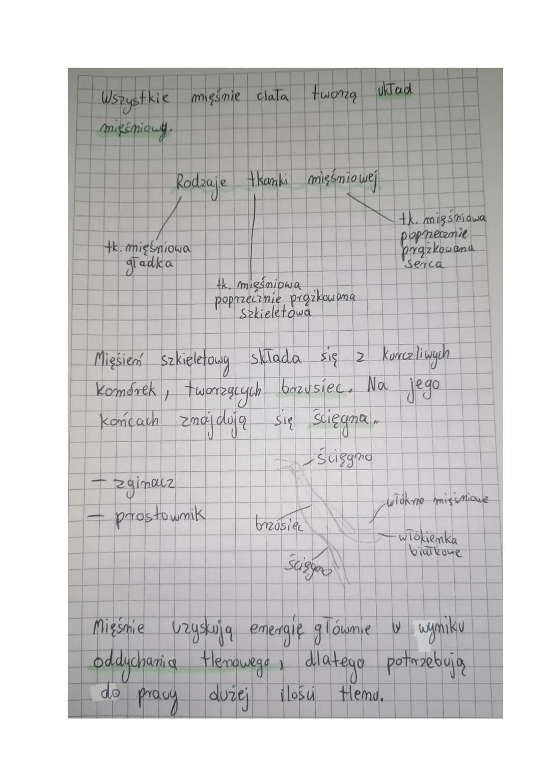 @
•
.
T
0
Aparat ruchu
.
Część czynna
Uklad mięśniowy:
mięśnie szkieletowe
układ szkieletowy :
szkielet osiowy / Szkielet kończym
A
czaszka
