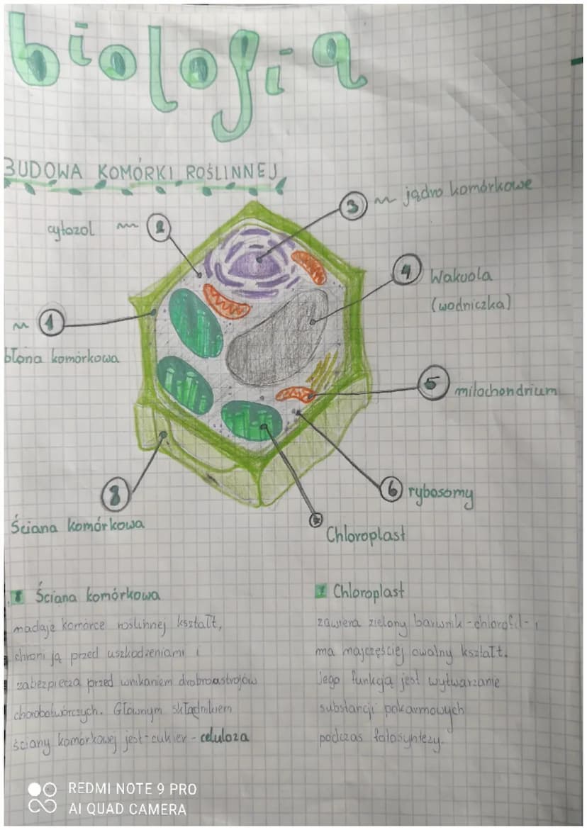plologia
9P0108X
ODDYCHANG ORGAnizmal
Mala
Oddychanie komórkowe
Proces, klory zachodzi w komórce i
polega na uwolnieniu energii zawartej w
p