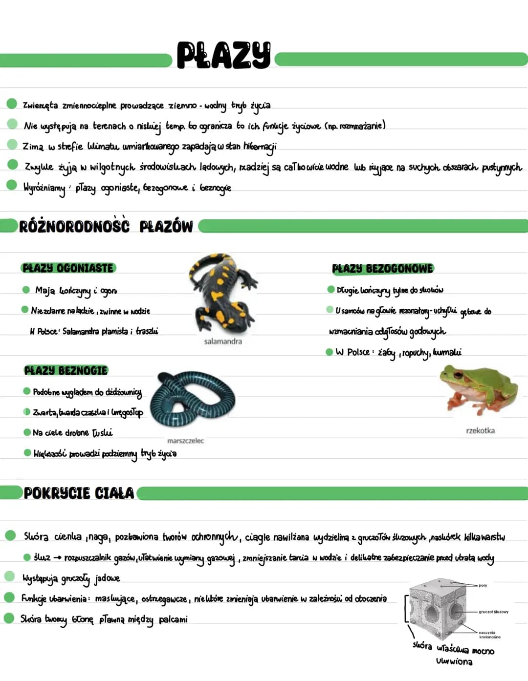 Płazy rozszerzenie klasa 2