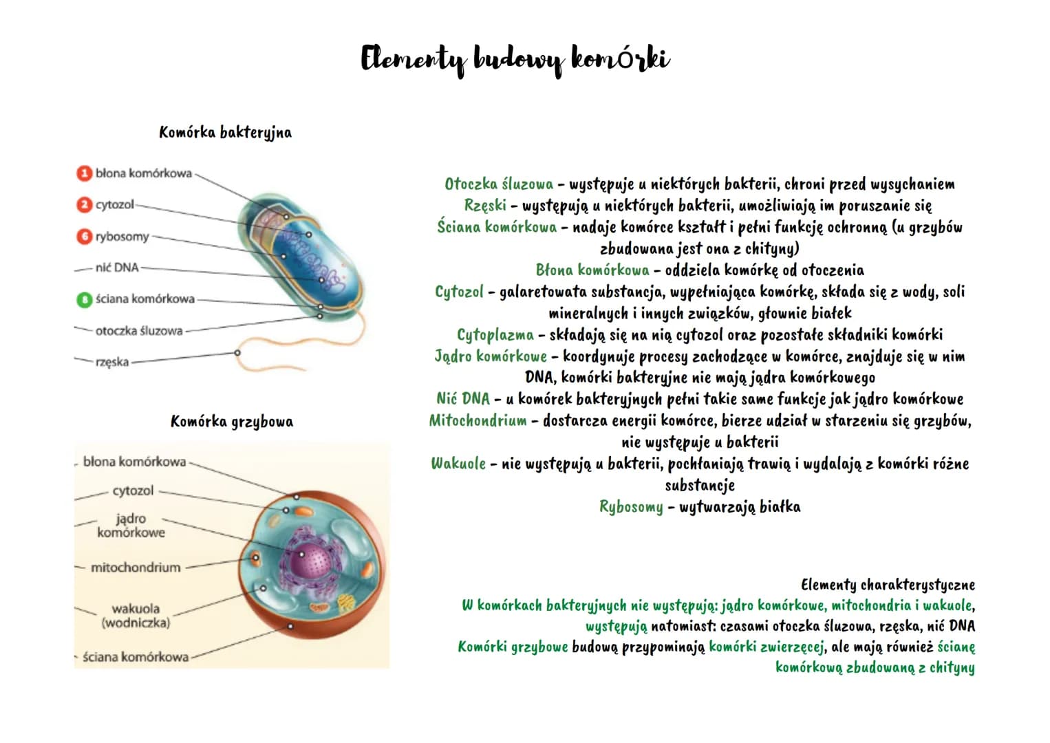 blona
komórkowa
CHORED
cytozol
Komórka
roślinna
jądro
komórkowe
ściana
komórkowa
Komórka
zwierzęca
wakuola
Elementy budowy komórki
4220
rybo