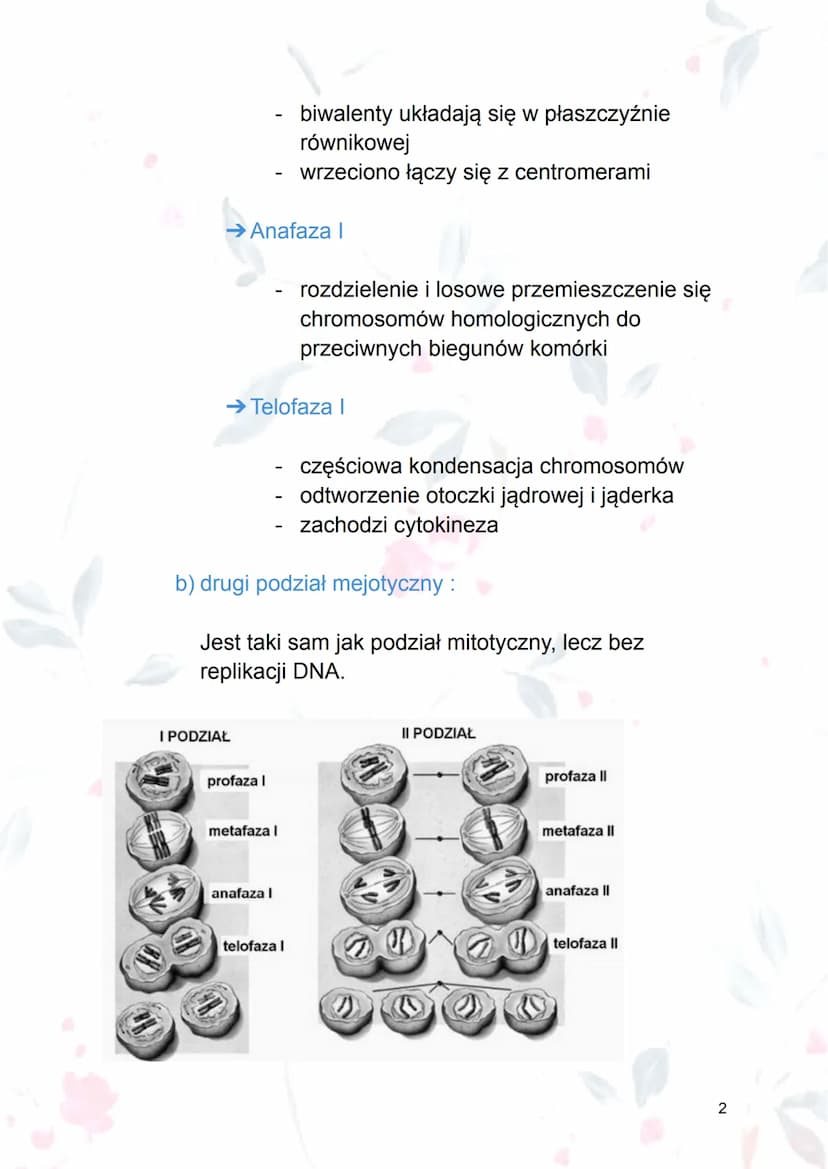 
<p><strong>Mejoza</strong> jest procesem podziału jądra komórkowego, który prowadzi do powstania czterech komórek o zredukowanej o połowę l
