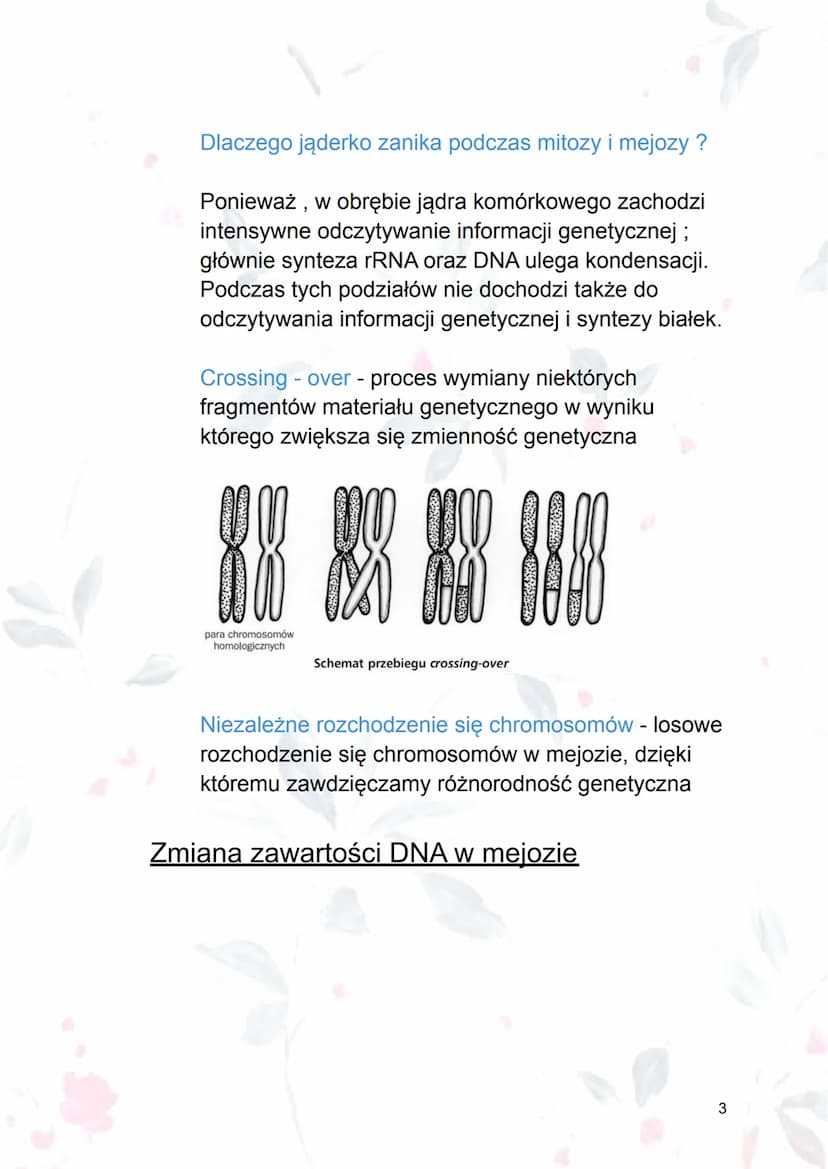 
<p><strong>Mejoza</strong> jest procesem podziału jądra komórkowego, który prowadzi do powstania czterech komórek o zredukowanej o połowę l