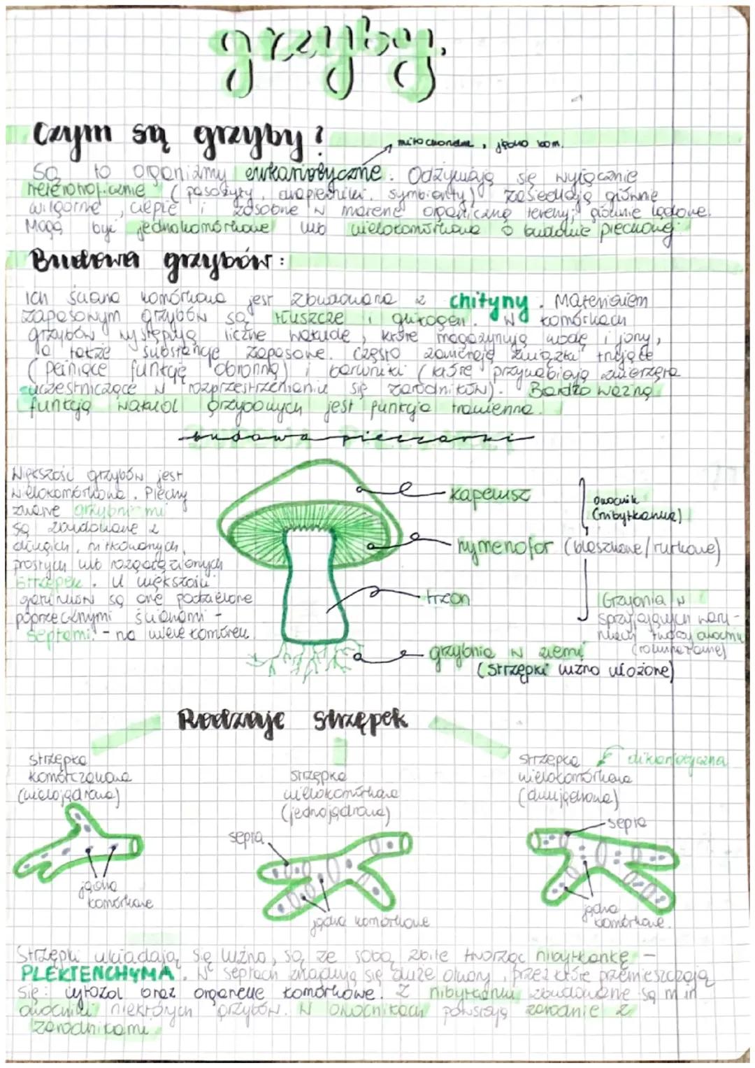 Grzyby i Porosty - Charakterystyka i Funkcje