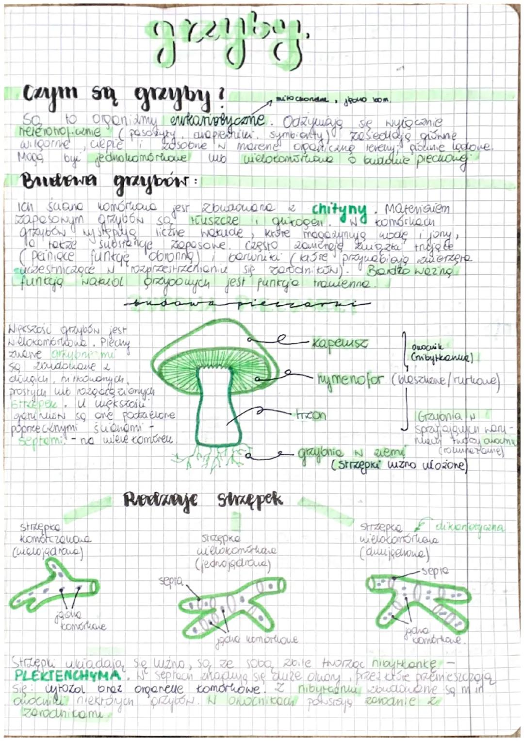 Czym są grzyby?
mitochondre, jou boom.
heleronol.comie (posobyły one is morene opericang
to oponiamy eukariobyczne. Odzywają się wyłęcanie
a