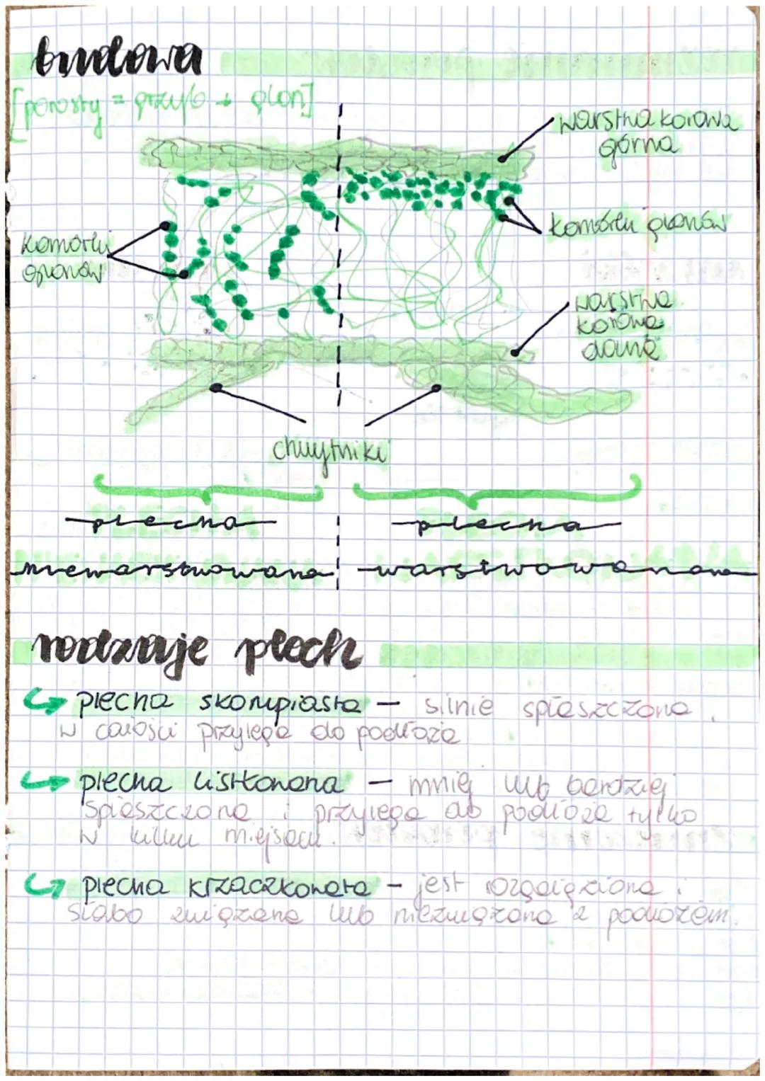 Czym są grzyby?
mitochondre, jou boom.
heleronol.comie (posobyły one is morene opericang
to oponiamy eukariobyczne. Odzywają się wyłęcanie
a