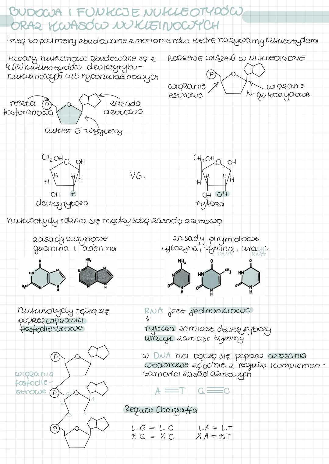 Nukleotydy i kwasy nukleinowe: Budowa i funkcje