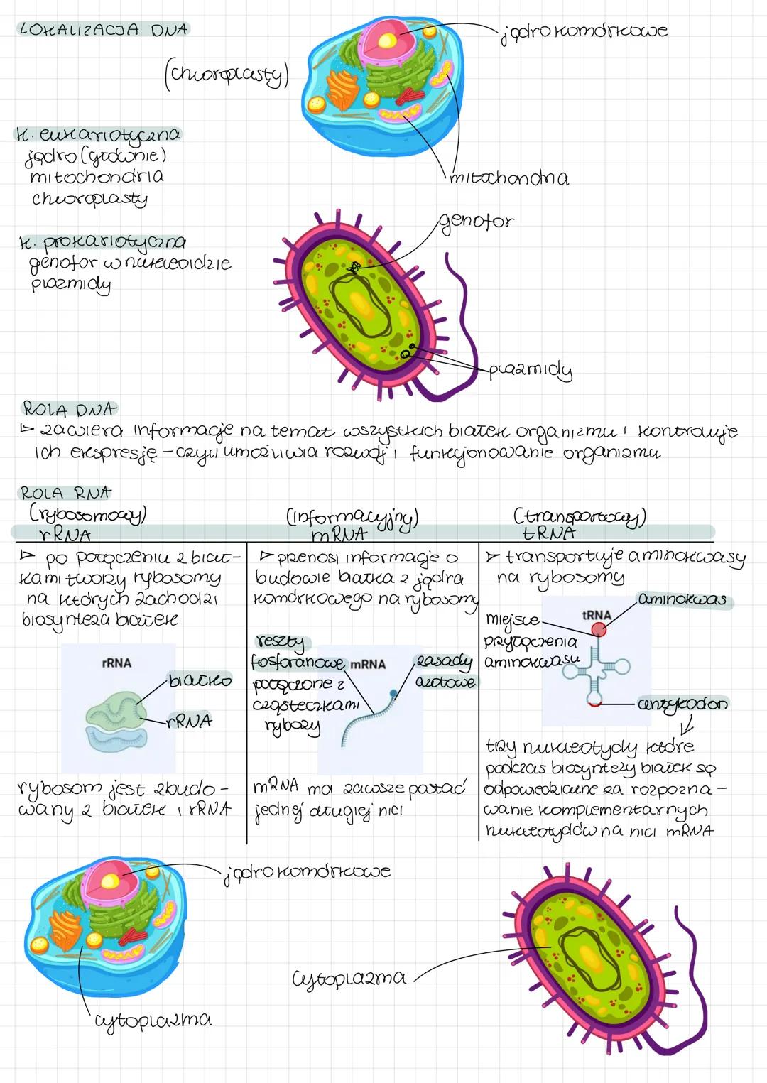 # BUDOWA I FUNKCJE NUKLEOTYOOω
ORAZ KWASÓW NUKLEINOWYCH

Loso to poumery zbudowane 2 monomerdw setore nazywamy neukicotylami

kwasy nuwinowe