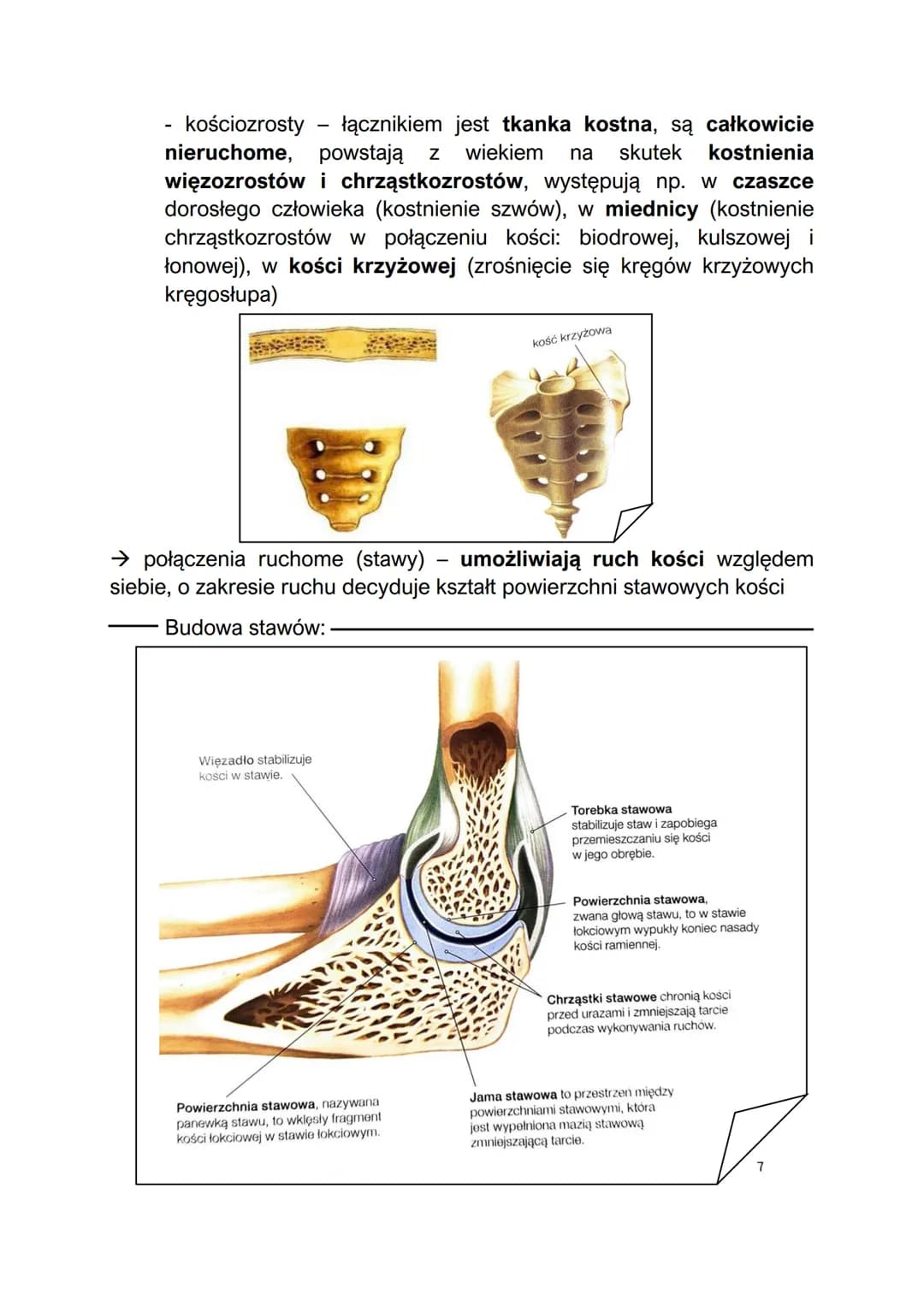 Rodzaje połączeń kości
Połączenia kości:-
- kości łączą się ze sobą za pomocą połączeń ścisłych lub ruchomych
→ połączenia ścisłe kości mają