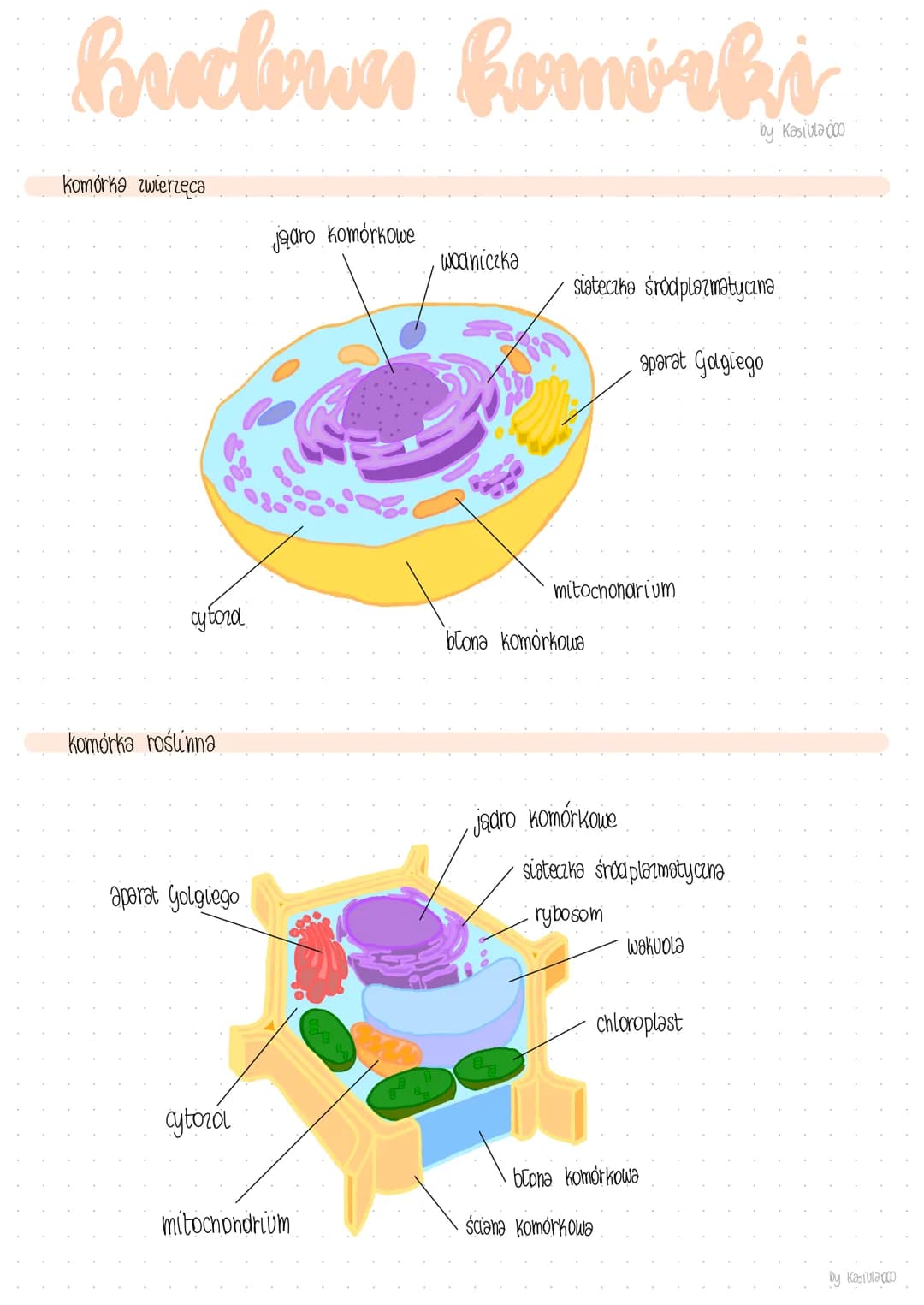 buclown komórki
komórka zwierzęca
cytona
Komórka roślinna
aparat Golgiego
cytorol
jadro komórkowe
mitochondrium
wodniczka
jadro
siateczka Śr